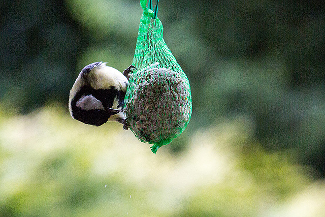 20140515 3110VRAw [D~LIP] Kohlmeise (Parus major), Bad Salzuflen