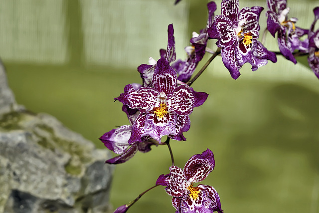 Vuylstekeara Yokara "Perfection" – Botanical Garden, Montréal, Québec – Botanical Garden, Montréal, Québec