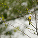 A Goldfinch on a Branch