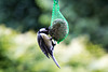 20140515 3109VRAw [D~LIP] Kohlmeise (Parus major), Bad Salzuflen