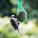 20140515 3109VRAw [D~LIP] Kohlmeise (Parus major), Bad Salzuflen