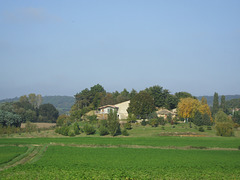 Montoison - Drôme - l'olivier