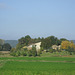 Montoison - Drôme - l'olivier