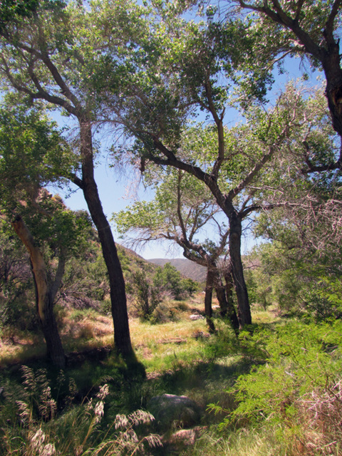 Oriflamme Canyon