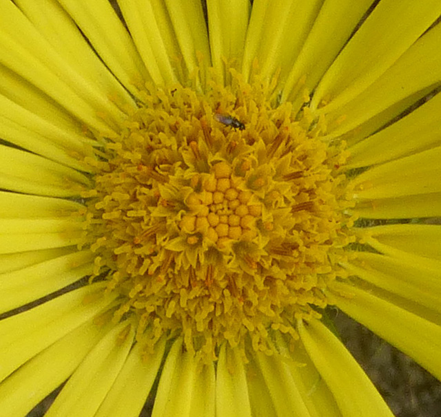 Doronicum