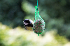 20140515 3108VRAw [D~LIP] Kohlmeise (Parus major), Bad Salzuflen