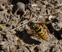 A yellow jacket at work