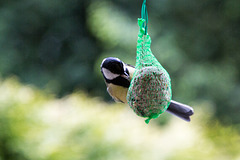 20140515 3107VRAw [D~LIP] Kohlmeise (Parus major), Bad Salzuflen