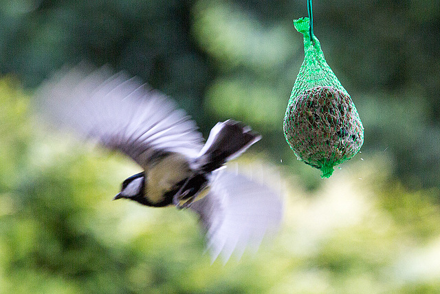 20140515 3106VRAw [D~LIP] Kohlmeise (Parus major), Bad Salzuflen