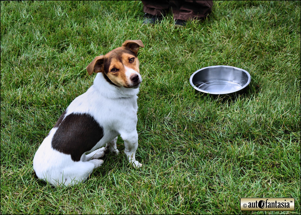 Dogs At Car Shows