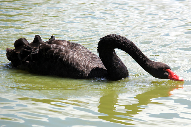 A la buvette - Cygne noir (d'Australie)