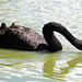 A la buvette - Cygne noir (d'Australie)