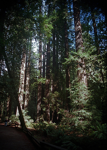 Redwood Trees