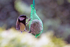 20140515 3104VRAw [D~LIP] Kohlmeise (Parus major), Bad Salzuflen