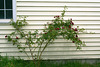 The Rose Bush by the Garage