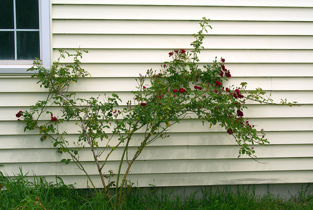 The Rose Bush by the Garage