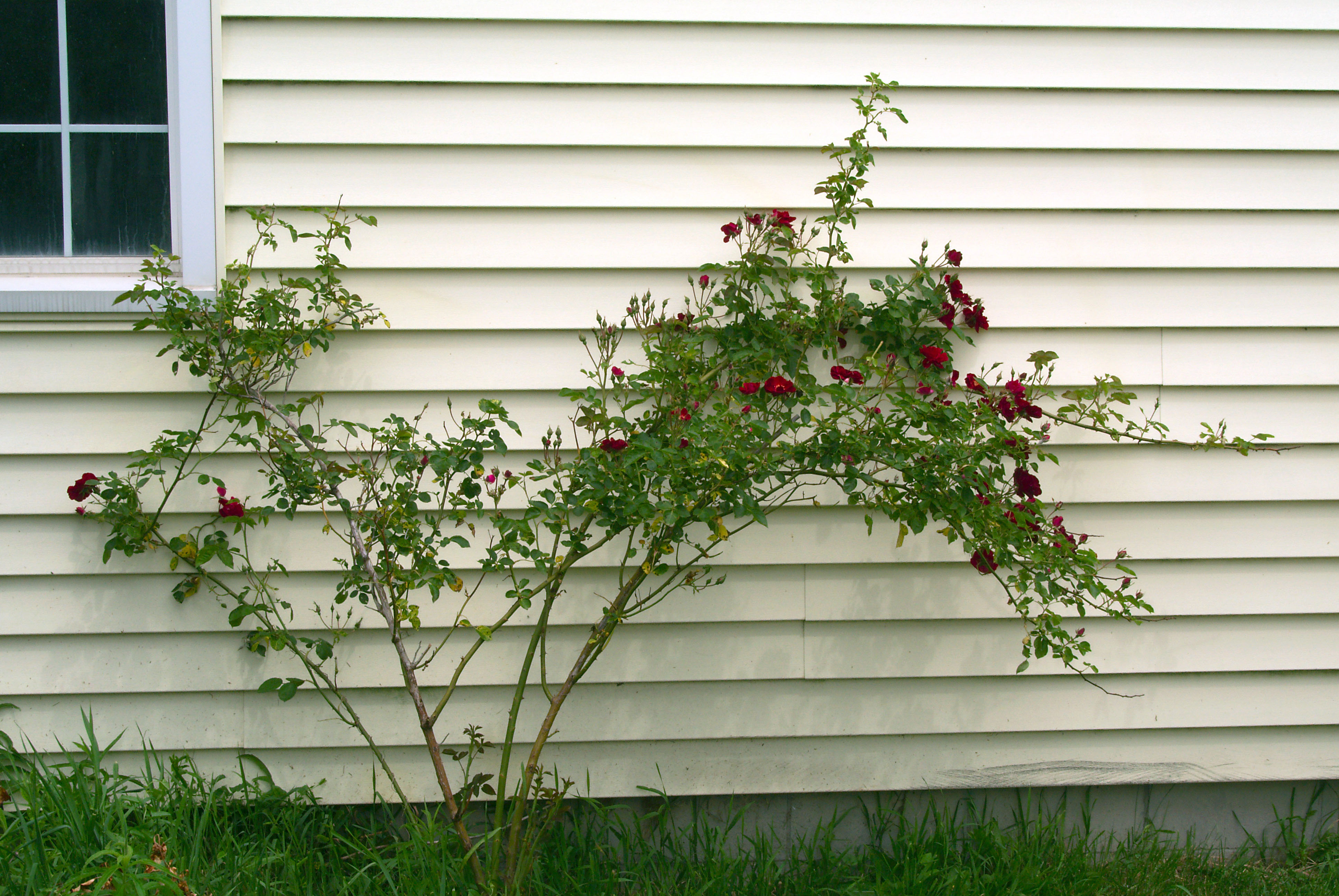 The Rose Bush by the Garage