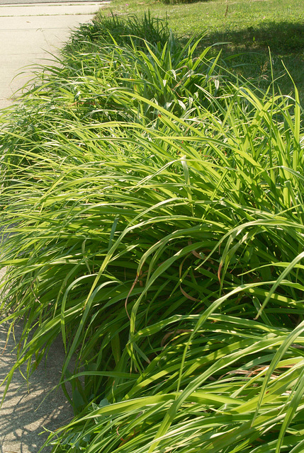 The Daylily Bed