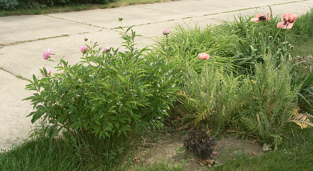 The Garden Beside the Daylilies