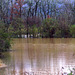 Flooded Hay Field