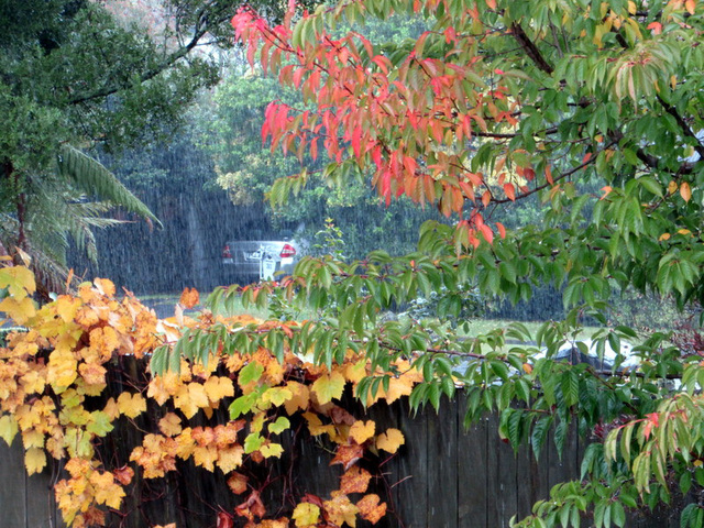 Over Our Back Fence In Rain