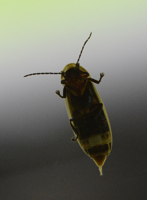 Ventral view