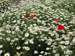 Poppies and daisies