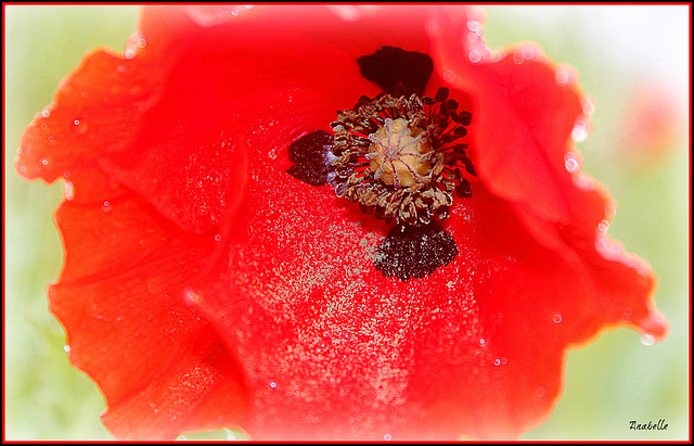 Heart of poppy