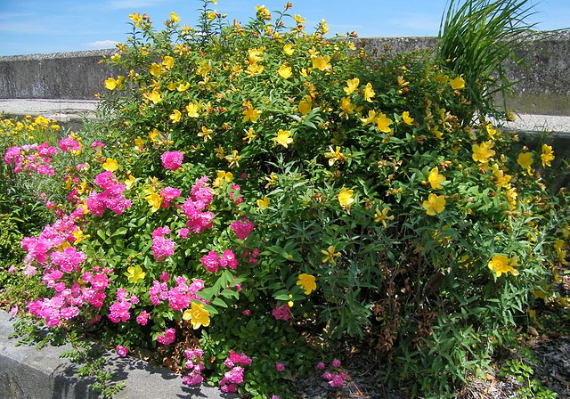 Buisson au bord du Rhône