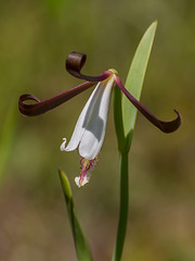Cleistesiopsis oricamporum (Small Rosebud orchid)
