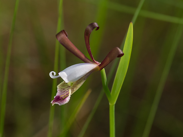 Cleistesiopsis oricamporum (Small Rosebud orchid)