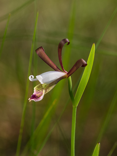Cleistesiopsis oricamporum (Small Rosebud orchid)