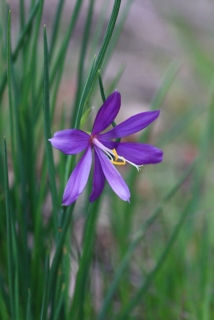 Grass Widow