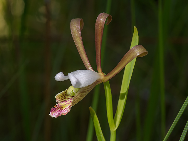 Cleistesiopsis oricamporum (Small Rosebud orchid)