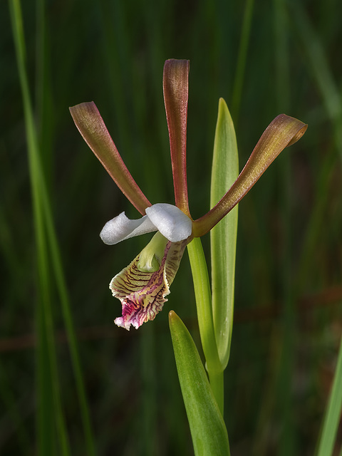 Cleistesiopsis oricamporum (Small Rosebud orchid)