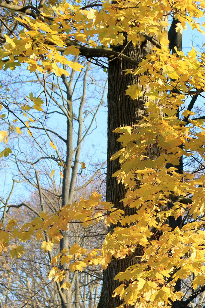 Automne au Parc de la Tête d'Or (Lyon)