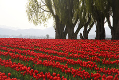 Red, Green and Blue