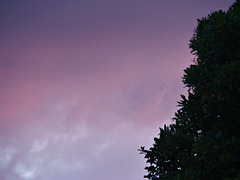 Purple and pink at evening
