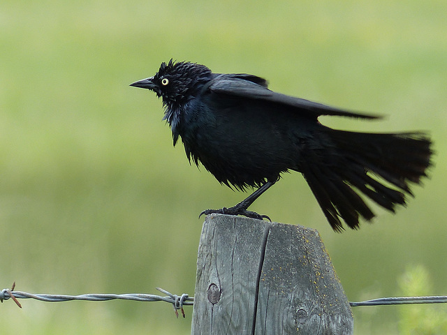 Shaking off the raindrops