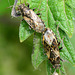 Nettle Ground Bugs, Heterogaster urticae