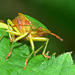 Green Shieldbug, Palomena prasina