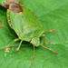 Green Shieldbug, Palomena prasina