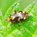 Liocoris Tripustulatus