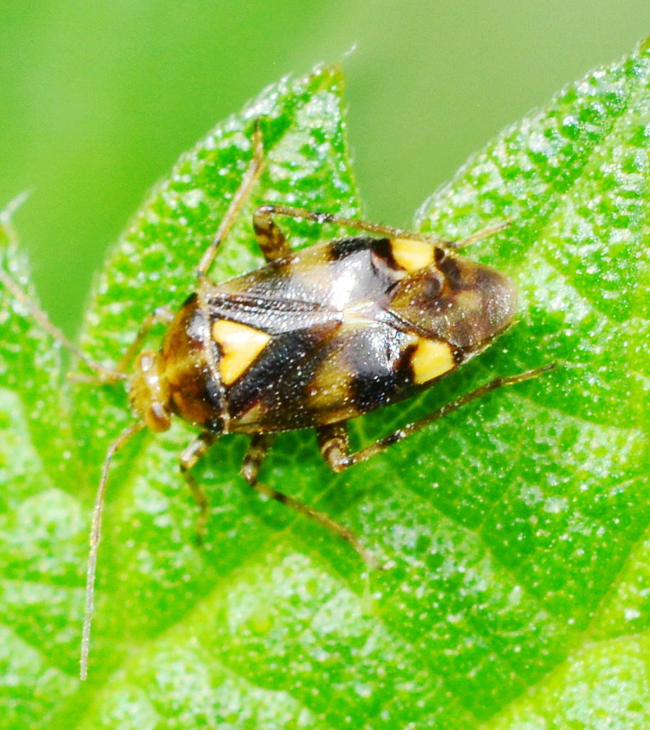 Liocoris Tripustulatus