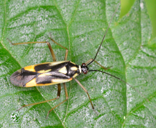 Grypocoris stysi