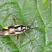 Grypocoris stysi