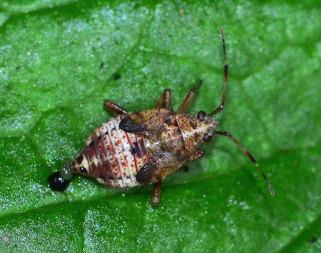 Deraeocorus flavilinea Nymph