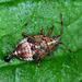 Deraeocorus flavilinea Nymph