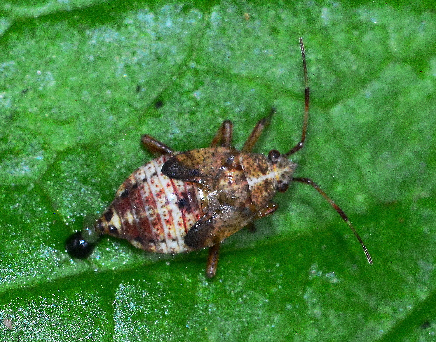 Deraeocorus flavilinea Nymph
