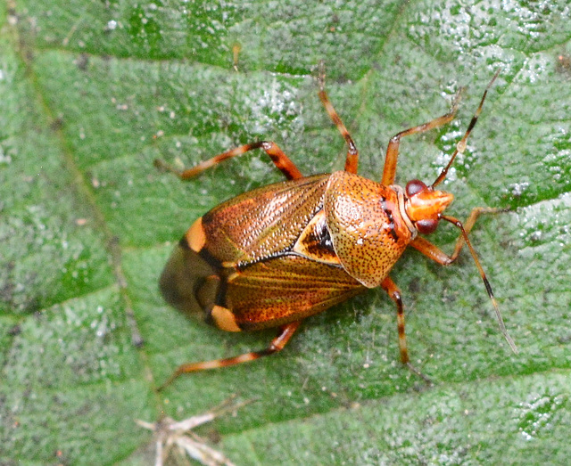 Deraeocorus flavilinea